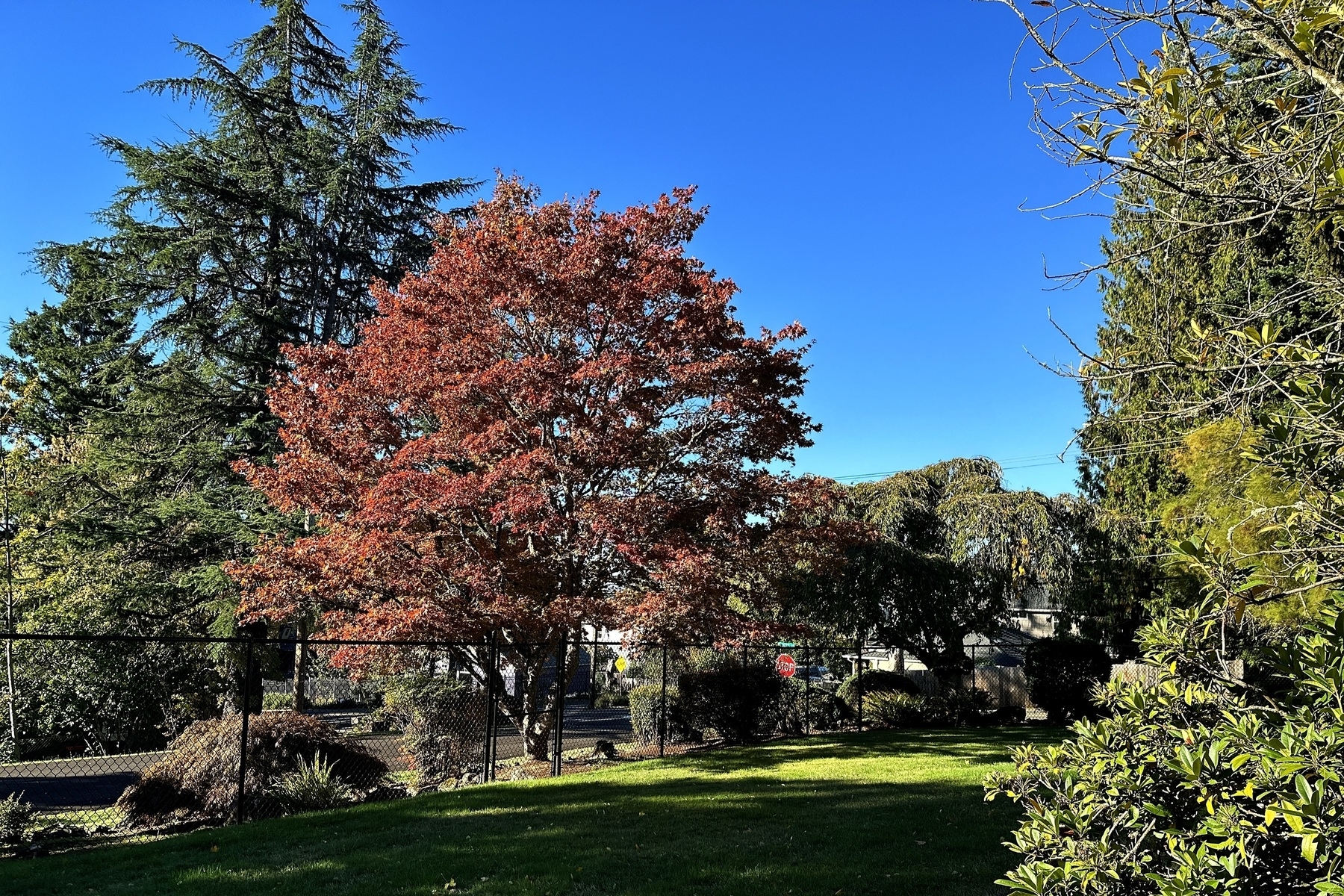 Trees in Oregon, some turning rather festive